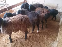 كبش, Jaidara sheep — الصورة 3