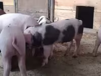 Boar, Pigs — photo 2