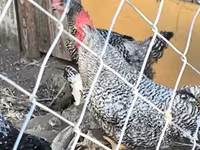 Chickens — 照片 3