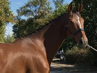 母马, Hanoverian — 照片 4