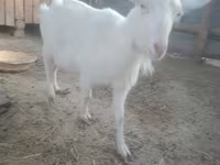 Koza, Russian White goat — zdjęcie 1