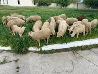 Owca, Owce — zdjęcie 5