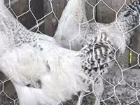 Chickens — 照片 1