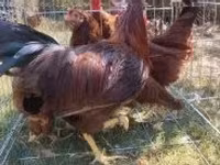 Chickens — 6-сурет