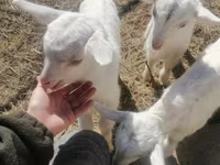 Goat, Goats — photo 1