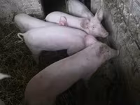 Pigs (batch, sex not specified), Крупная белая — photo 1
