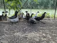 Ducks — الصورة 2