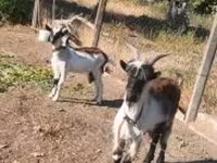 Goats (batch, sex not specified), Goats — photo 2