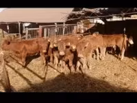 Bika, Limousin tehén — 3. fotó