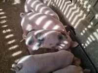 Pigs (batch, sex not specified), Pigs — photo 2