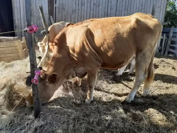 Krava, Simmental cattle — Maďarsko