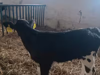 母牛, Simmental cattle — 照片 3