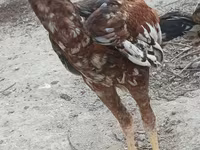Chickens — الصورة 3