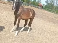 Айғыр, Lipizzaner — 3-сурет