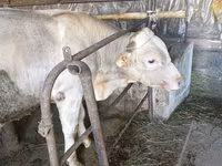 ثور, Swiss cattle — الصورة 3