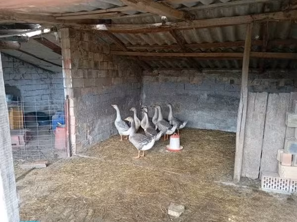 Geese — Węgry