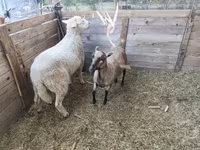 Kos, Cameroon sheep — 3. fotó