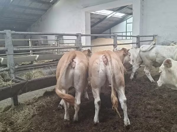 Tehén, Blonde d’Aquitane cattle