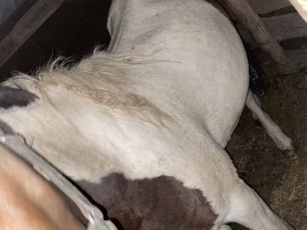 Yegua, Caballos