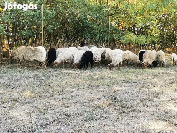 Juh, Racka sheep