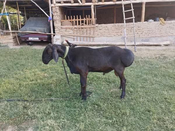 Carnero, Arashan sheep