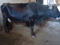 Krava, Swiss cattle — foto 8