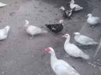 Ducks — zdjęcie 3