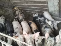 公猪, Pigs — 照片 3