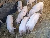 Pigs (batch, sex not specified), Pigs — photo 2