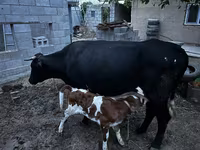 Tehén, Latvian Blue cattle — 2. fotó