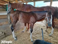 فرس, Hungarian horse breed — الصورة 6