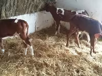 Taureau, Simmental cattle — photo 1