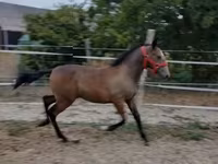 母马, Lipizzaner — 照片 2