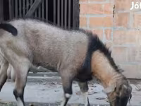 Bak, Nubian Goat — 3. fotó