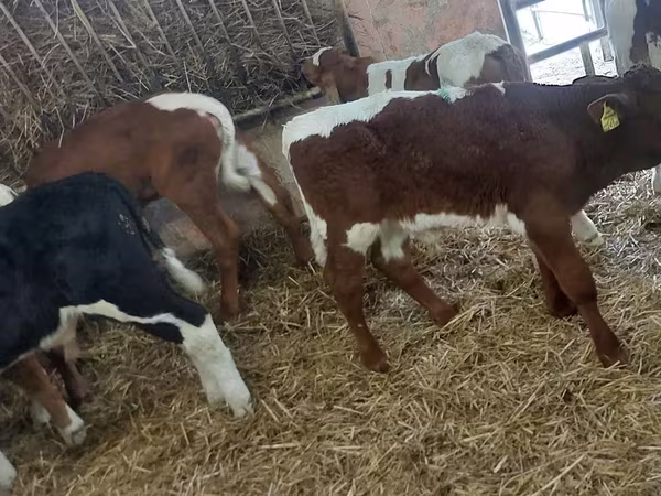 Bika, Simmental cattle