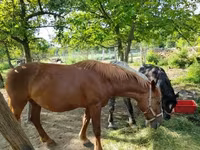 母马, Horses — 照片 3