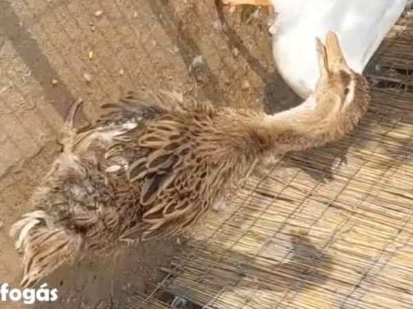 Ducks — 匈牙利