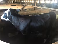 Tehén, Yaroslavl cattle — 1. fotó