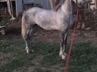 Hing, Lipizzaner — 7. fotó