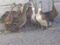 Ducks — Foto 1