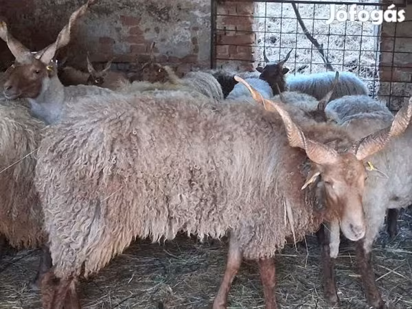 Ram, Racka sheep — Hungary