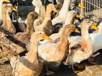 Ducks — photo 2