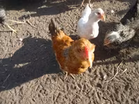 Chickens — फ़ोटो 3