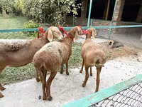 Brebis, Arashan sheep — photo 3