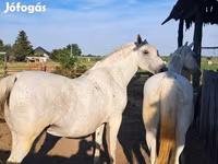 فرس, Lipizzaner — الصورة 2