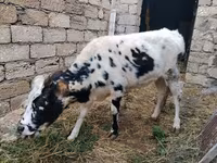 Krava, Russian Black pied cattle — foto 3