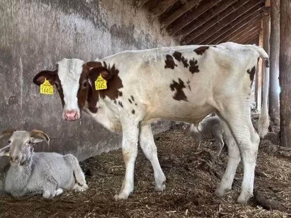 सांड, Simmental cattle — हंगरी
