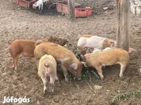 Eber, Schweine — Foto 3