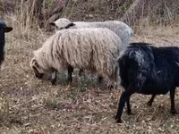 公羊, Racka sheep — 照片 1