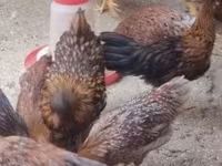 Chickens — 照片 3